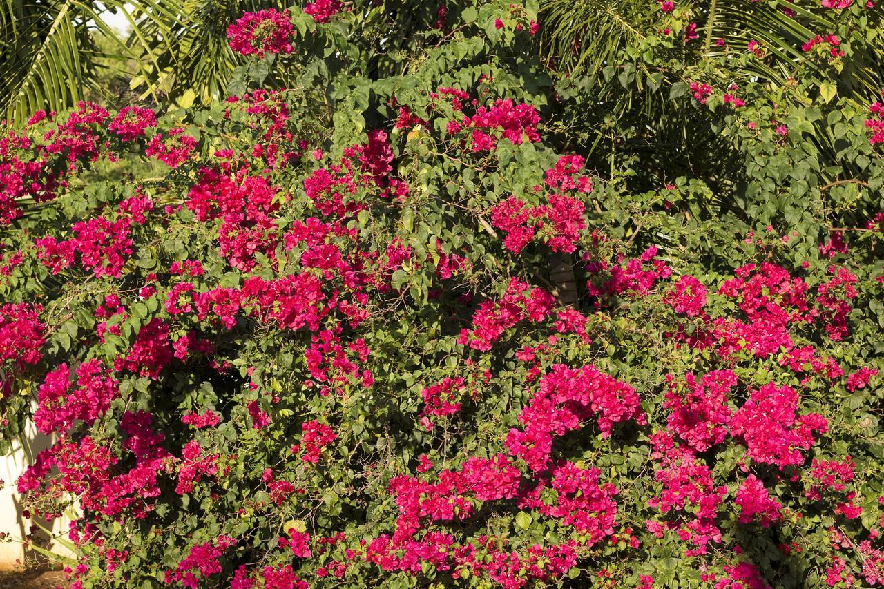 أغواديلا Bella Noni B&B المظهر الخارجي الصورة